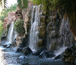 Flamingo Habitat Las Vegas Nevada